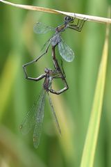 Westliche Weidenjungfer Paarungsrad