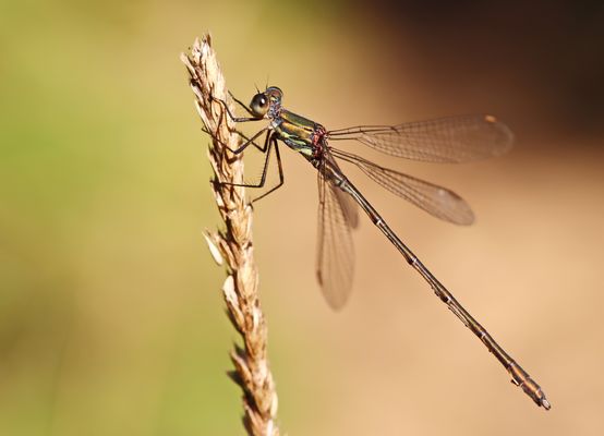 Westliche Weidenjungfer,Nr 1  + 3 Bilder