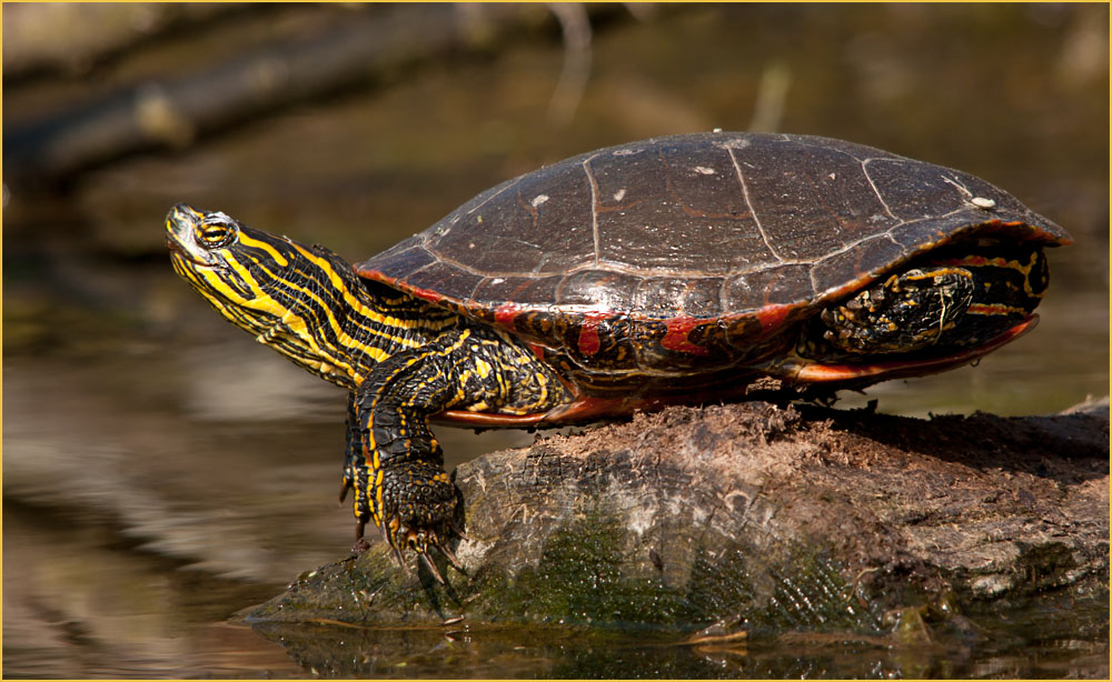 Westliche Zierschildkröten Chrysemys picta bellii Foto & Bild tiere