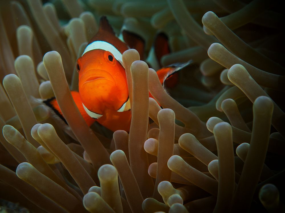 Westlicher Clownfisch in seiner Anemone