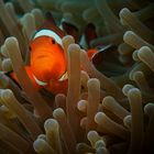 Westlicher Clownfisch in seiner Anemone