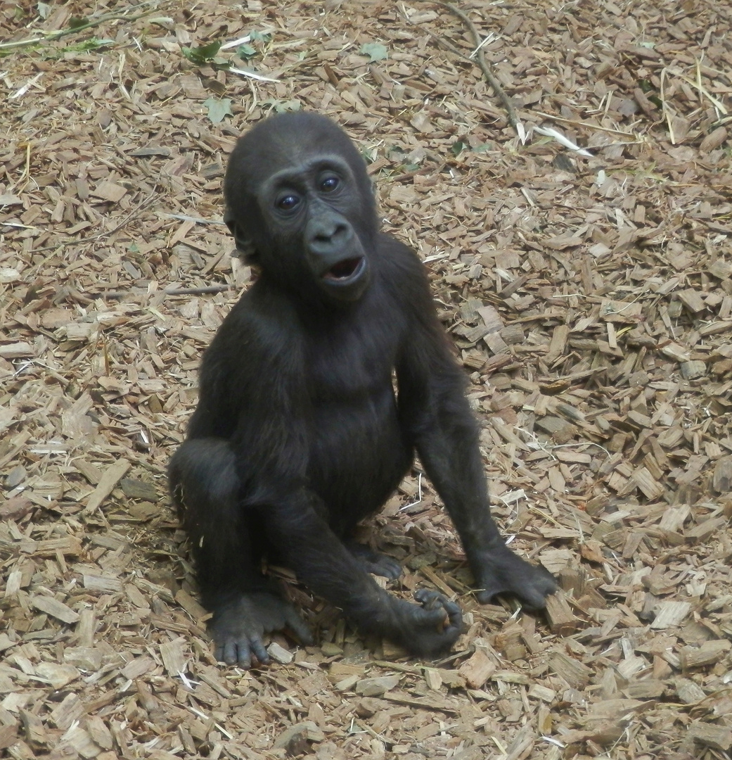 Westlicher Flachland-Gorilla - Gorilla-Kind im Allwetterzoo Münster 2014