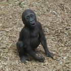 Westlicher Flachland-Gorilla - Gorilla-Kind im Allwetterzoo Münster 2014