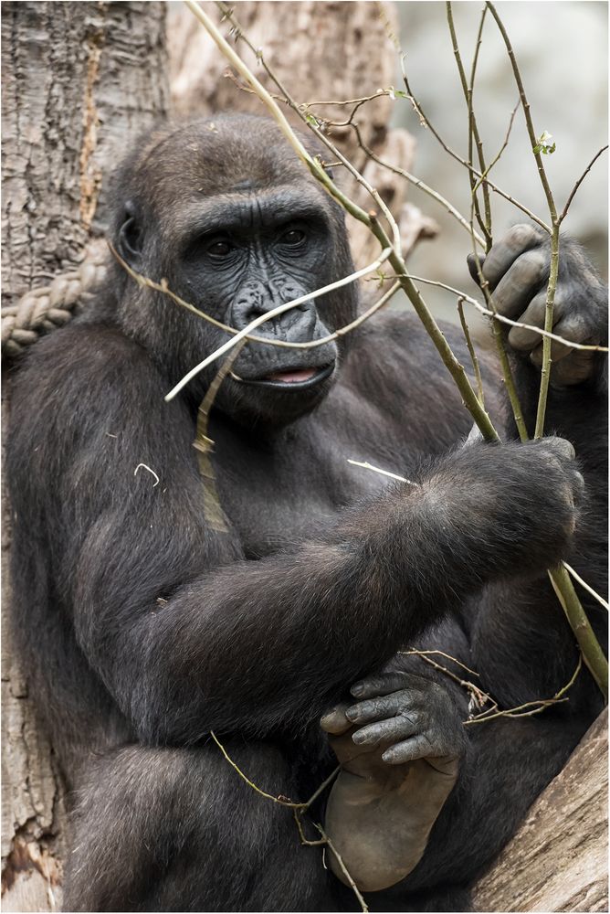 Westlicher Flachlandgorilla