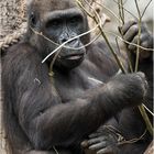 Westlicher Flachlandgorilla