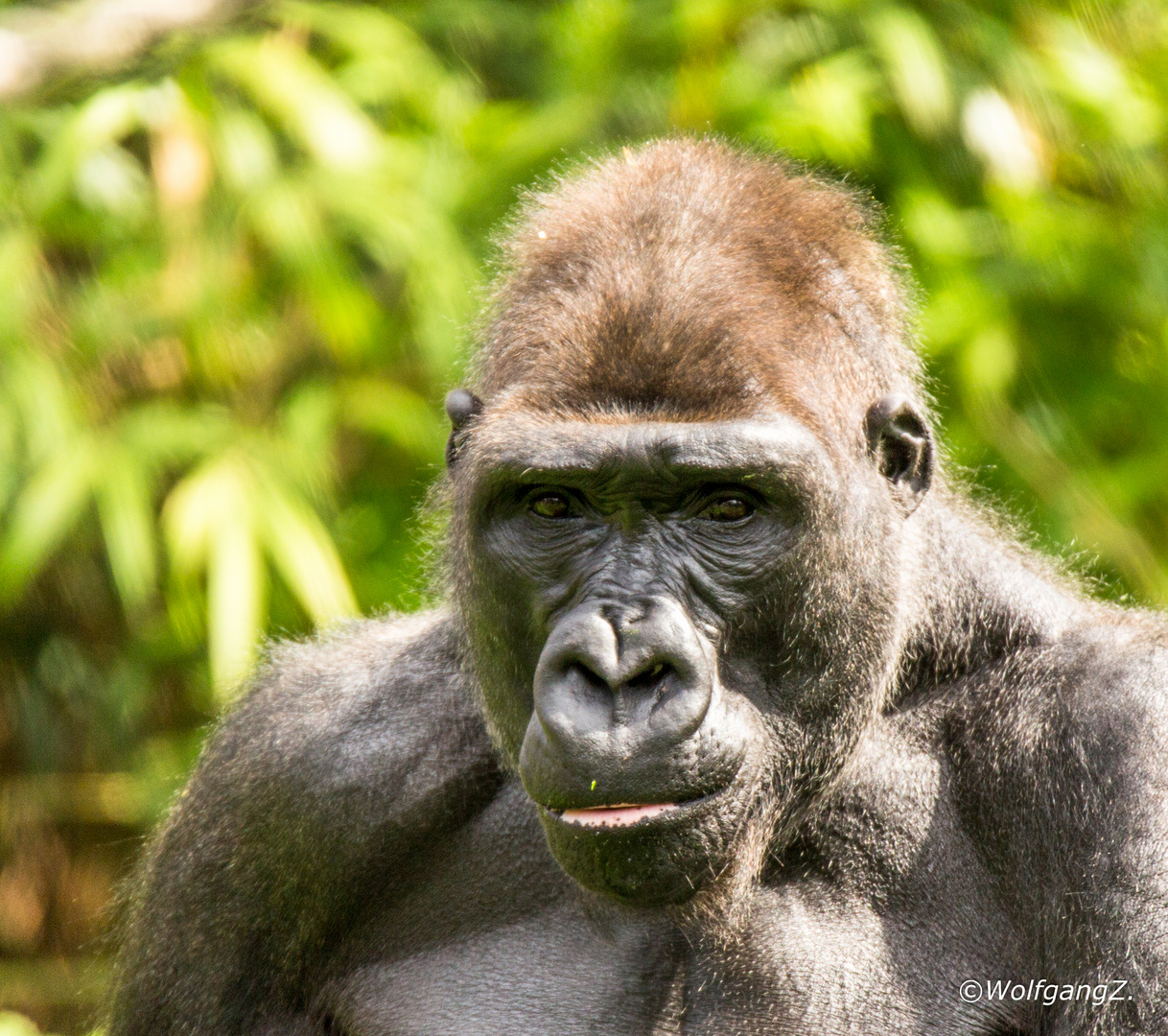 Westlicher Flachlandgorilla