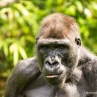 Westlicher Flachlandgorilla