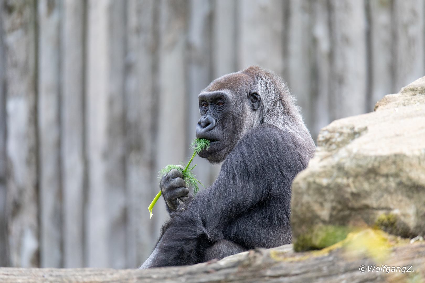 Westlicher Flachlandgorilla