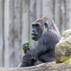 Westlicher Flachlandgorilla