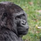 Westlicher Flachlandgorilla