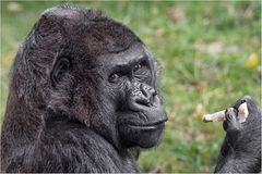 Westlicher Flachlandgorilla