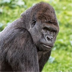 Westlicher Flachlandgorilla