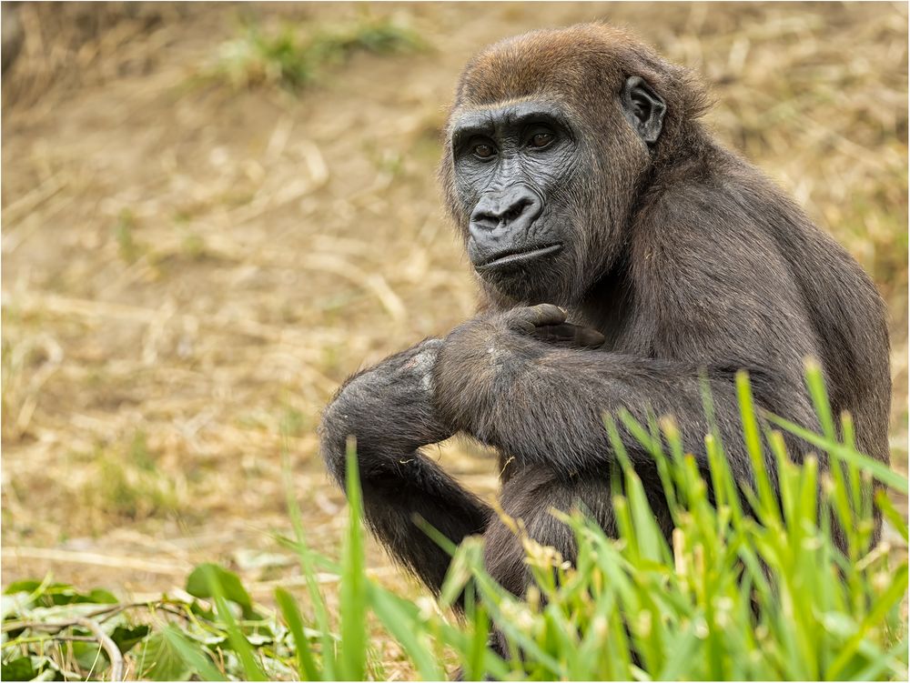 Westlicher Flachlandgorilla