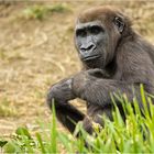 Westlicher Flachlandgorilla