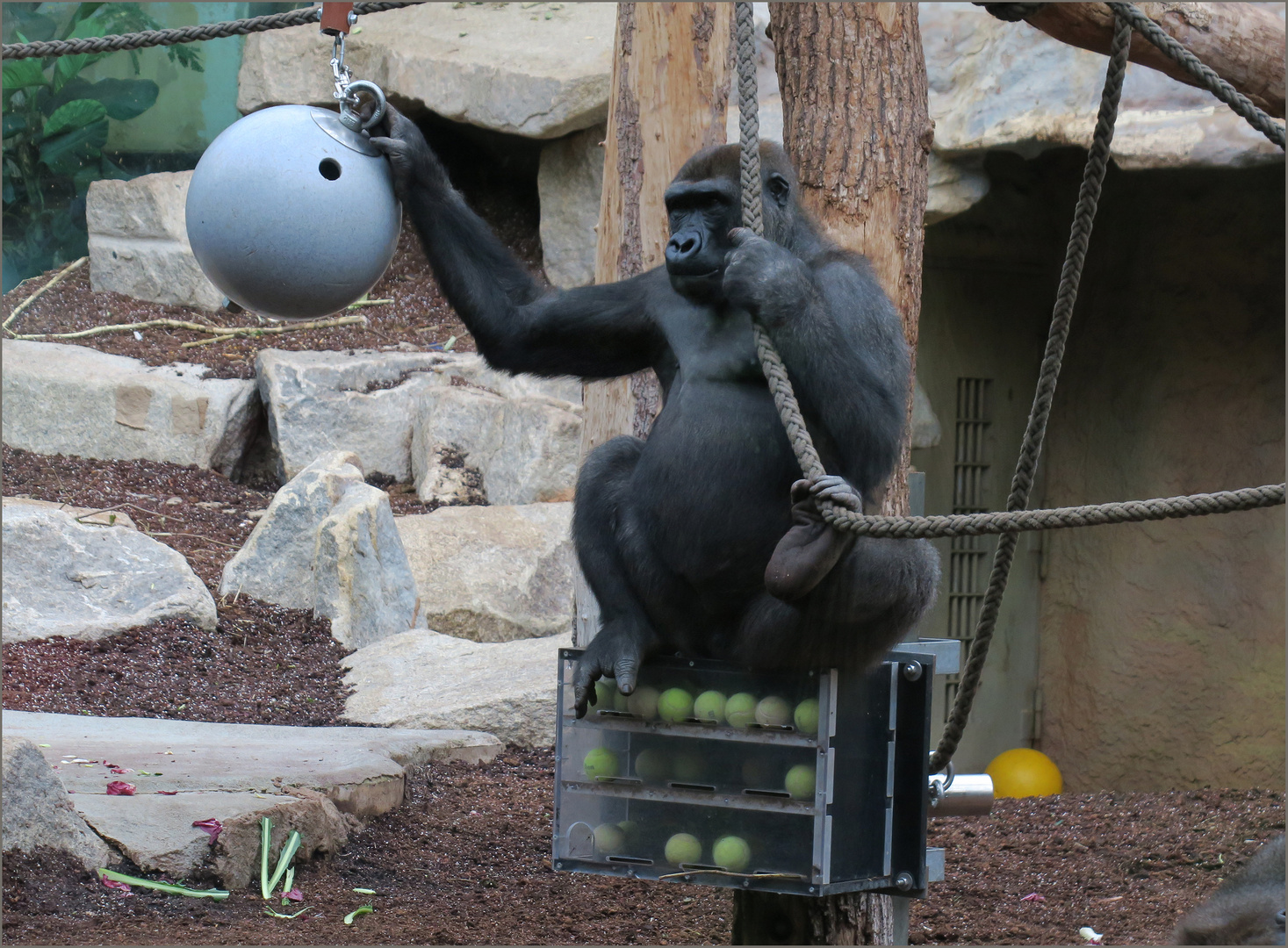 westlicher Flachlandgorilla