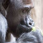 Westlicher Flachlandgorilla