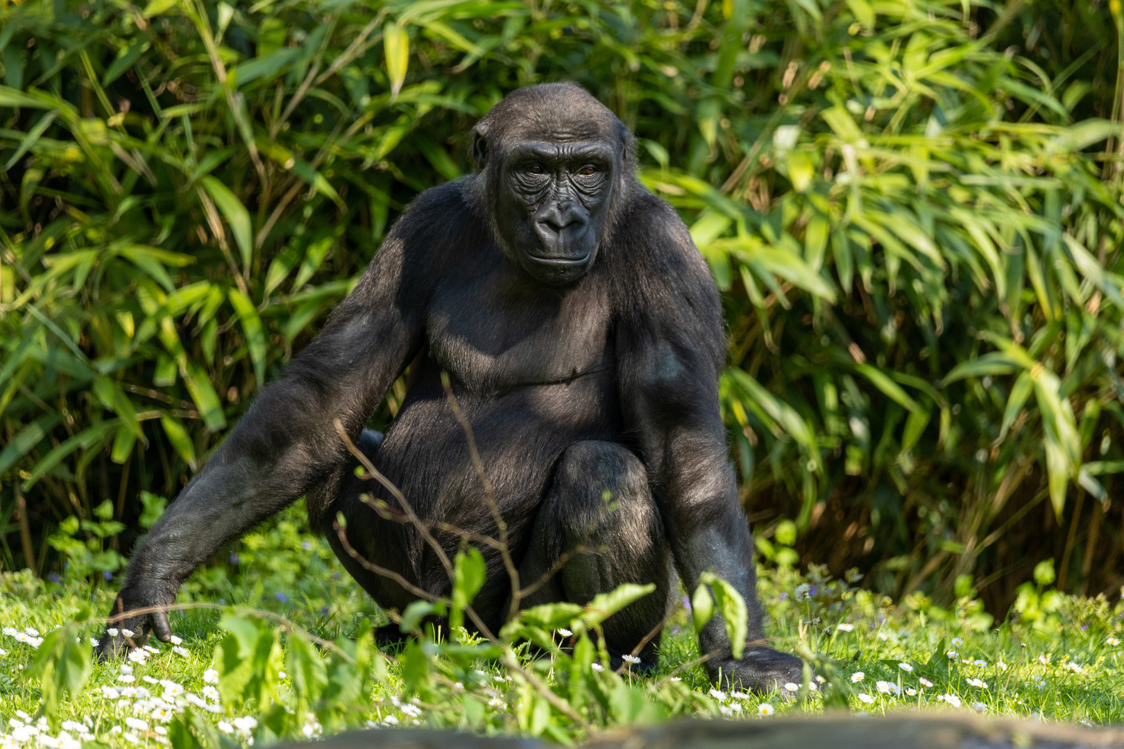 Westlicher Flachlandgorilla