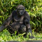 Westlicher Flachlandgorilla