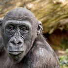 Westlicher Flachlandgorilla