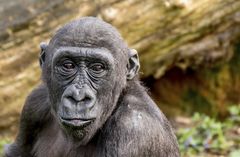 Westlicher Flachlandgorilla