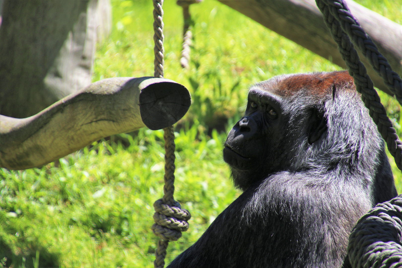 Westlicher Flachlandgorilla