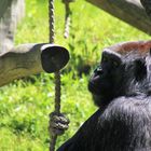 Westlicher Flachlandgorilla