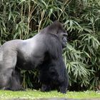 Westlicher Flachlandgorilla 