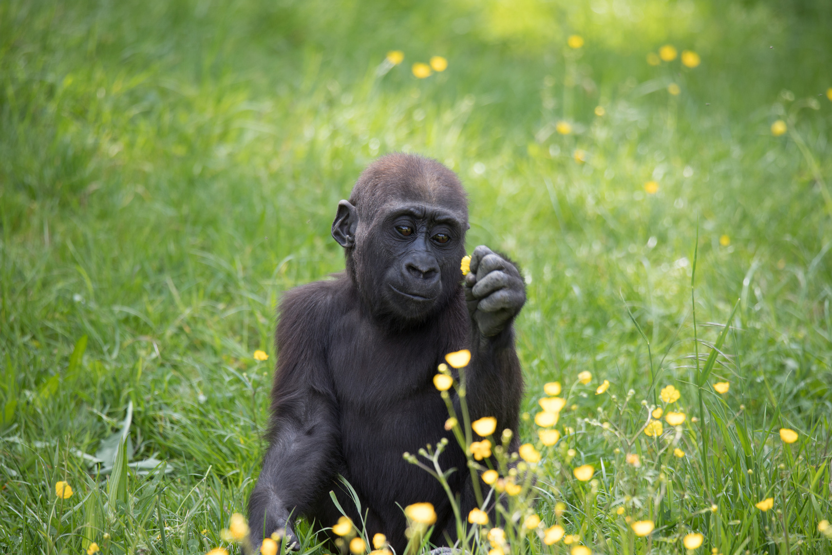 Westlicher Flachlandgorilla