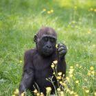 Westlicher Flachlandgorilla