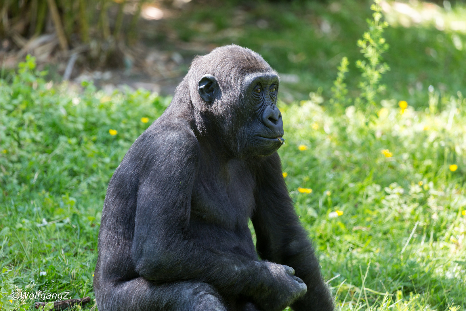 Westlicher Flachlandgorilla 