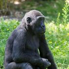 Westlicher Flachlandgorilla 