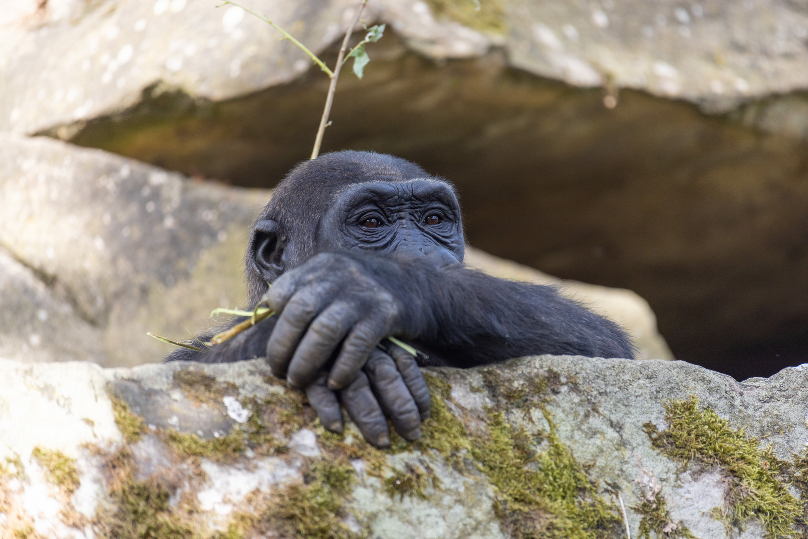 Westlicher Flachlandgorilla Foto & Bild tiere, zoo, wildpark