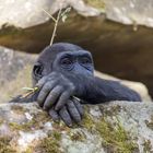 Westlicher Flachlandgorilla