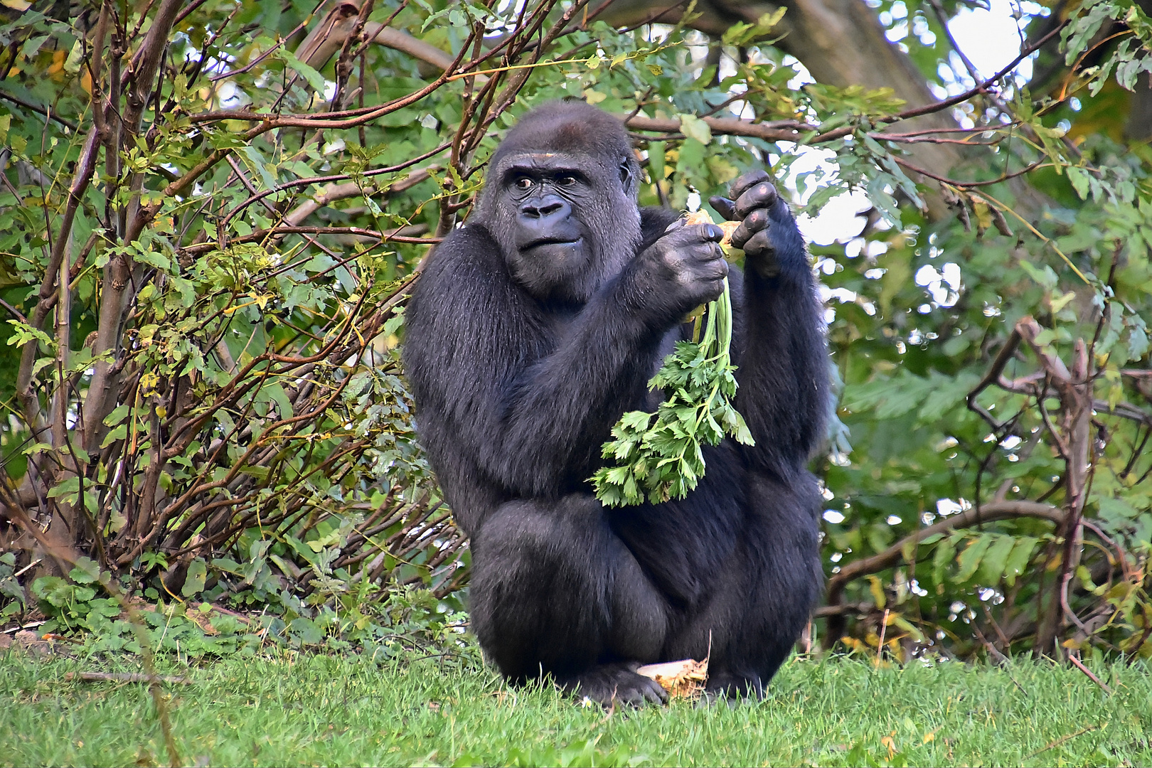 Westlicher Flachlandgorilla (Gorilla gorilla gorilla)