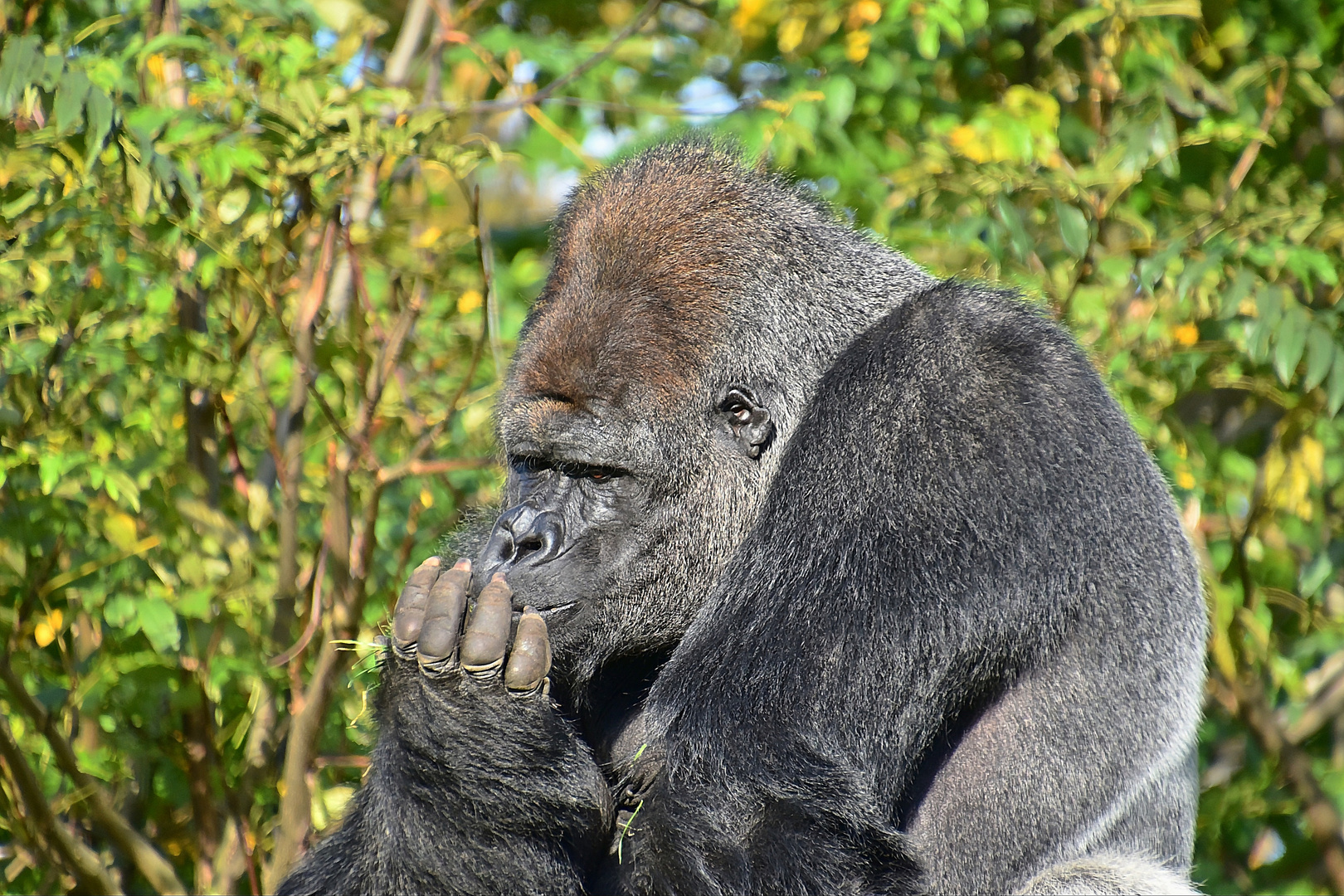 Westlicher Flachlandgorilla (Gorilla gorilla gorilla)