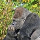 Westlicher Flachlandgorilla (Gorilla gorilla gorilla)