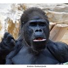 Westlicher Flachlandgorilla (Gorilla gorilla gorilla) 