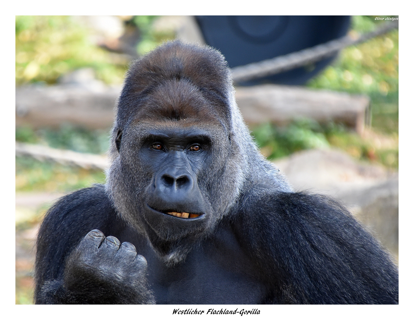 Westlicher Flachlandgorilla (Gorilla gorilla gorilla) 2