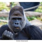 Westlicher Flachlandgorilla (Gorilla gorilla gorilla) 2