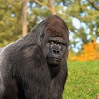 Westlicher Flachlandgorilla (Gorilla gorilla gorilla) 