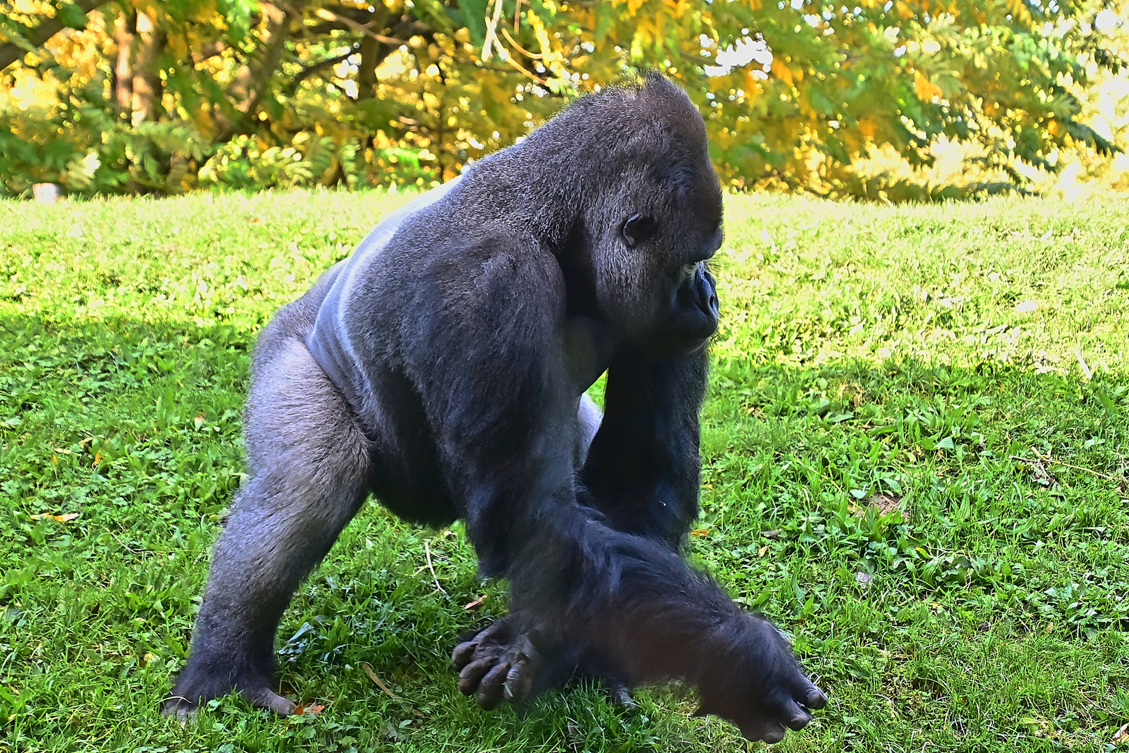 Westlicher Flachlandgorilla (Gorilla gorilla gorilla)