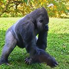 Westlicher Flachlandgorilla (Gorilla gorilla gorilla)