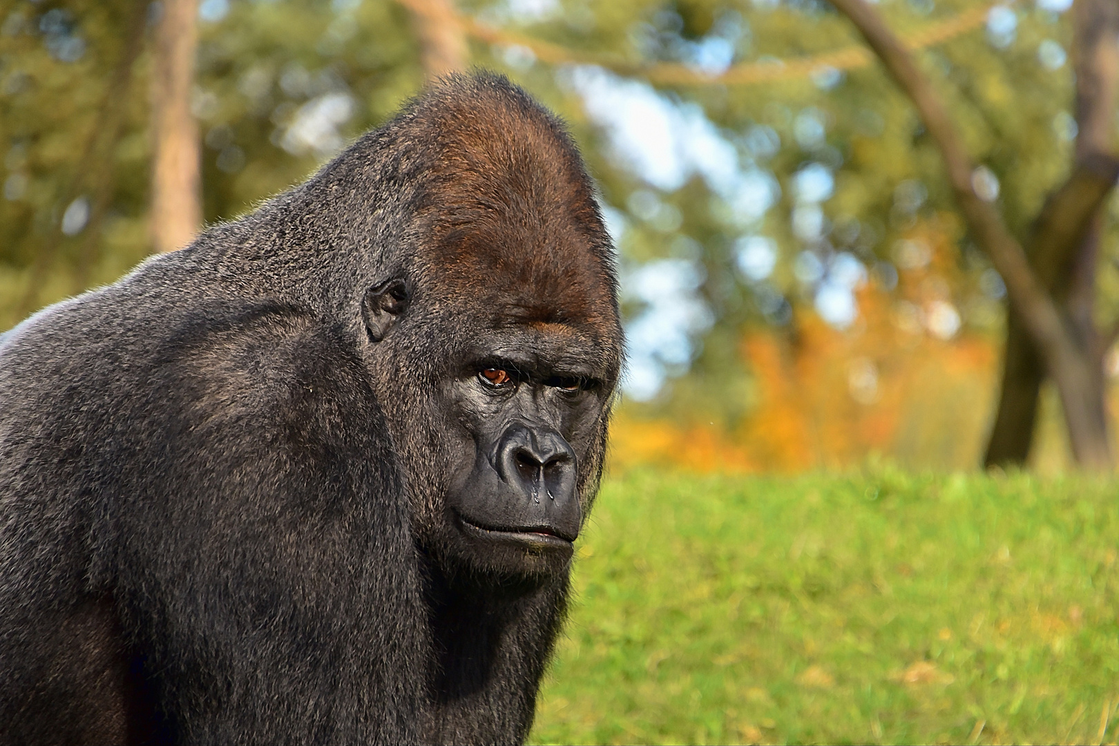 Westlicher Flachlandgorilla (Gorilla gorilla gorilla)