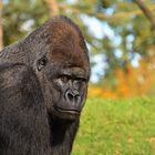 Westlicher Flachlandgorilla (Gorilla gorilla gorilla)