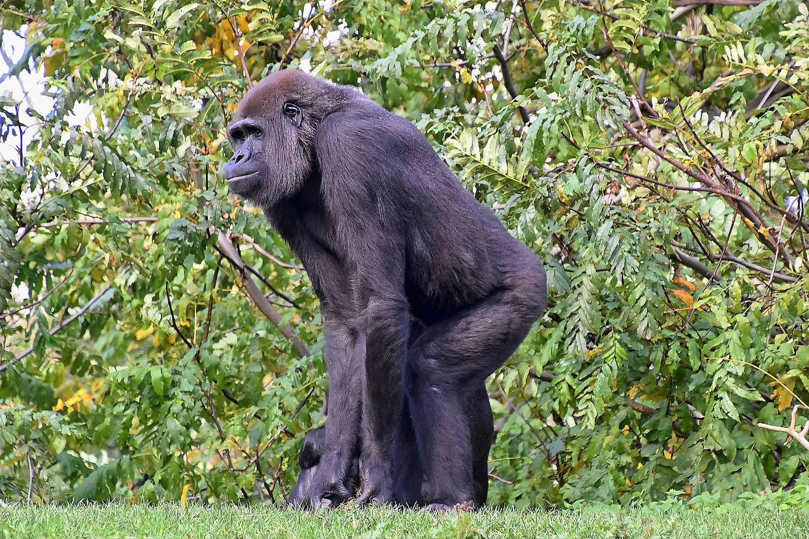 Westlicher Flachlandgorilla (Gorilla gorilla gorilla)