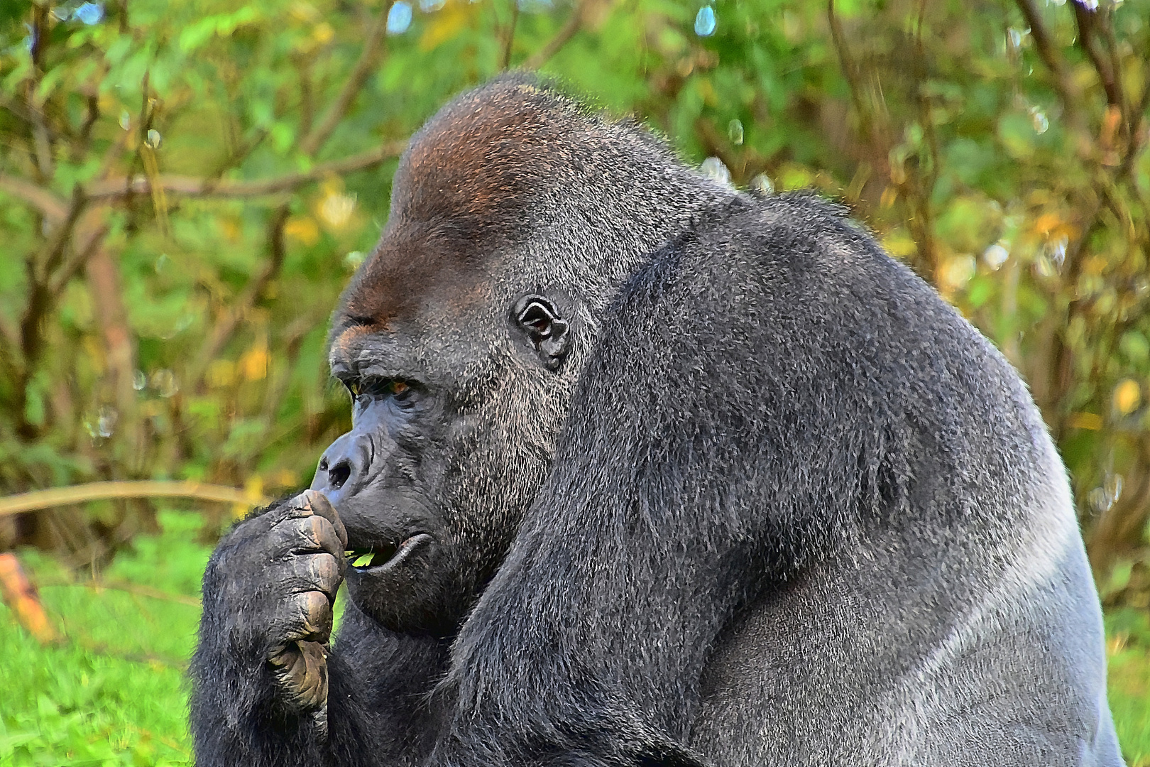 Westlicher Flachlandgorilla (Gorilla gorilla gorilla)