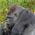 Westlicher Flachlandgorilla (Gorilla gorilla gorilla)