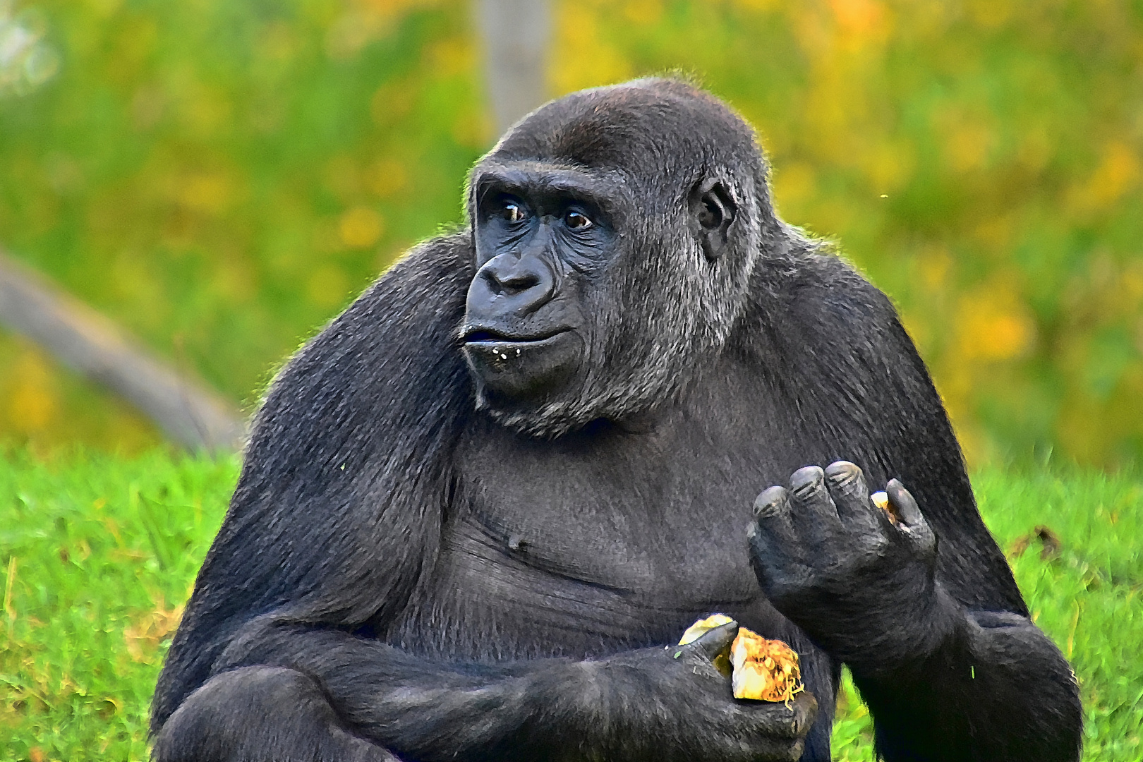 Westlicher Flachlandgorilla (Gorilla gorilla gorilla)