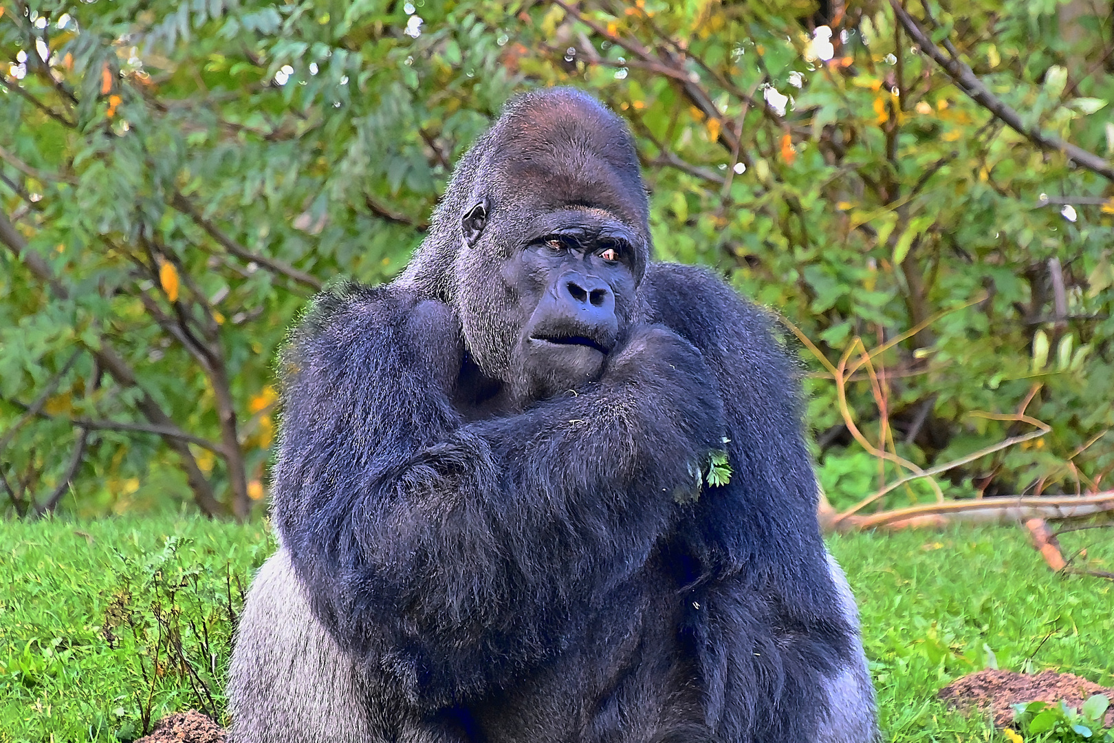 Westlicher Flachlandgorilla (Gorilla gorilla gorilla)