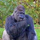 Westlicher Flachlandgorilla (Gorilla gorilla gorilla)